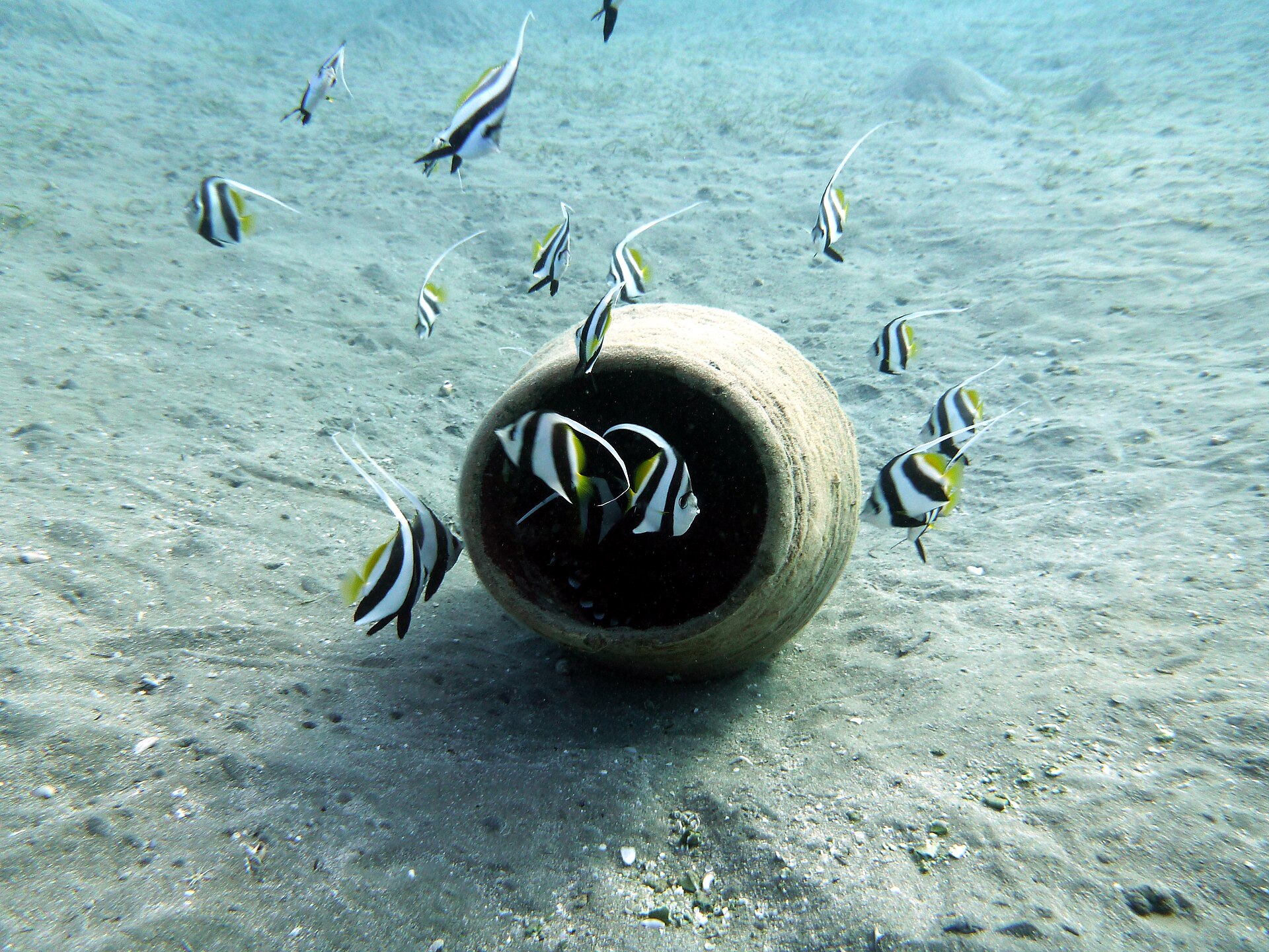 Abu Dabbab Bay