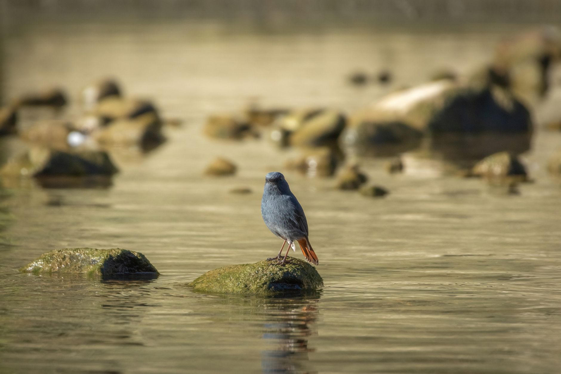 The Aras river birdwatching area