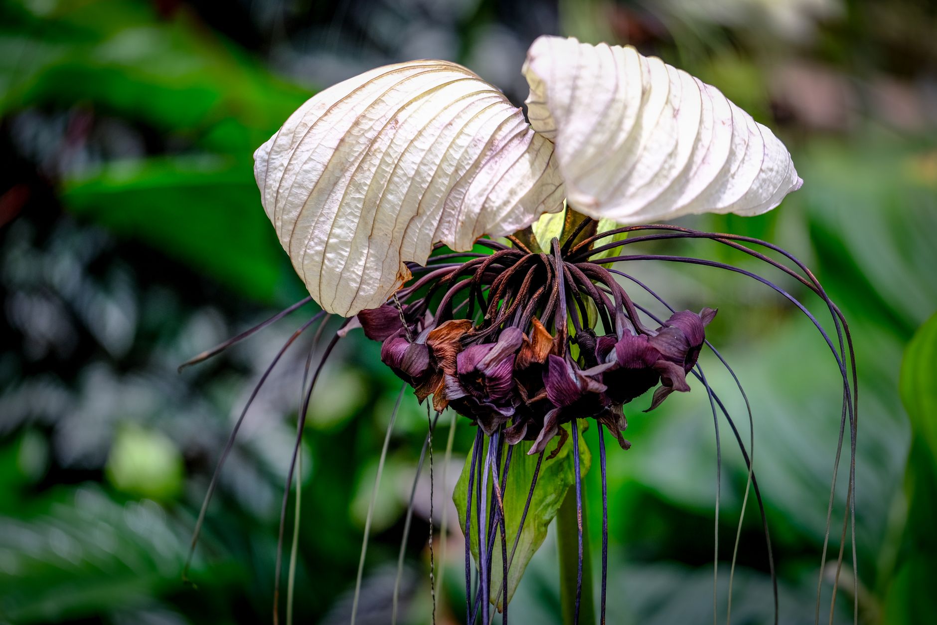 The Atlanta Botanical Garden