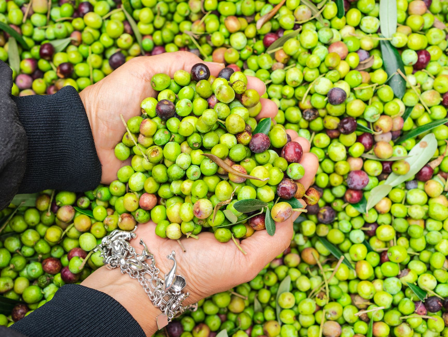 Olives and olive oil