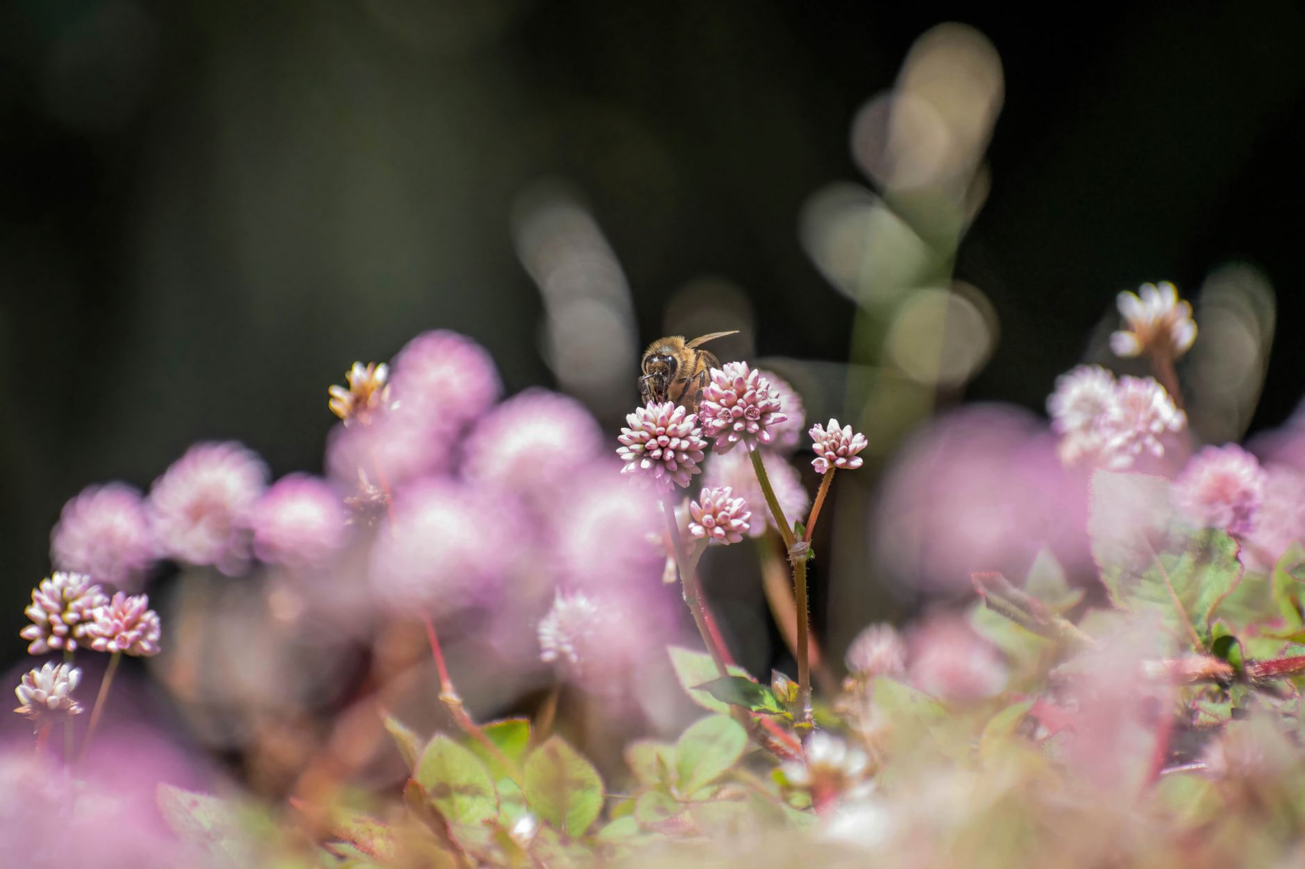 Bingol honey