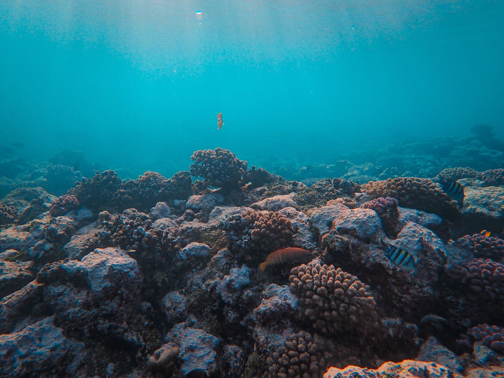 Diving the Coral Gardens