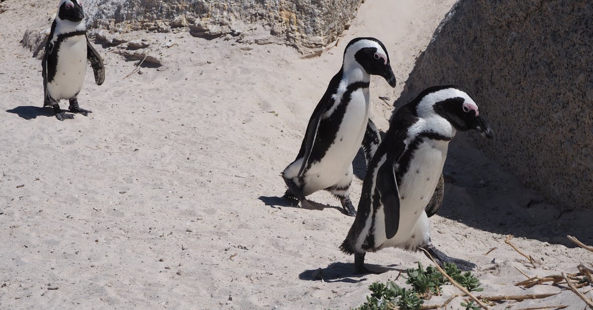 Boulders Beach penguenleri