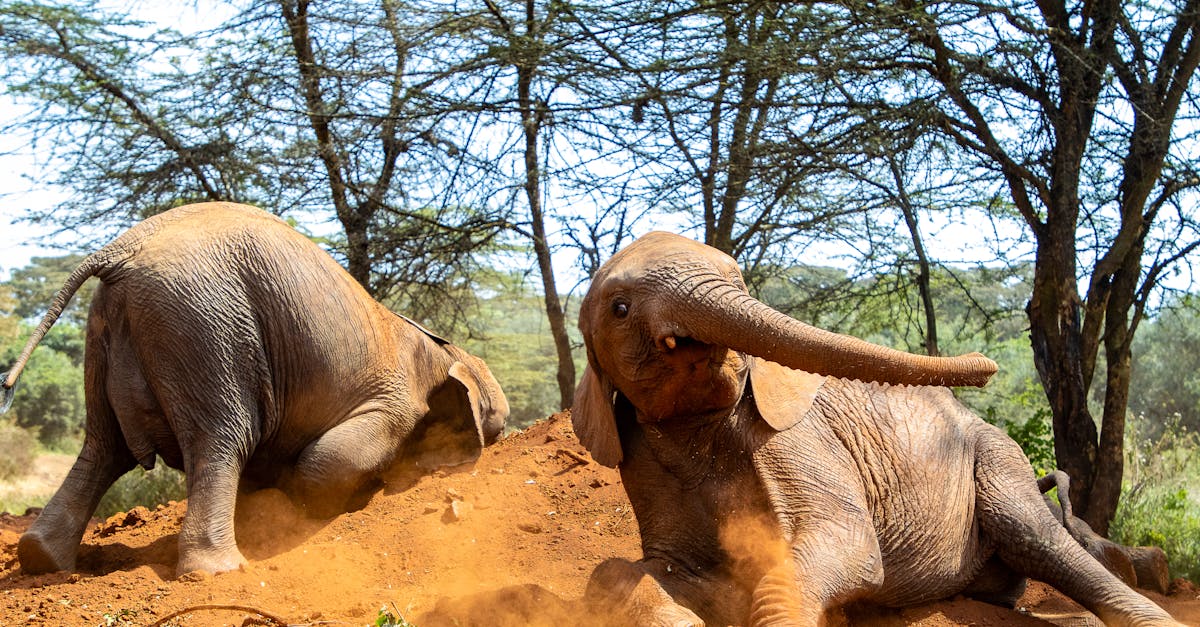 David Sheldrick fil yetimhanesi