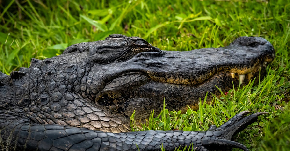 Everglades safari