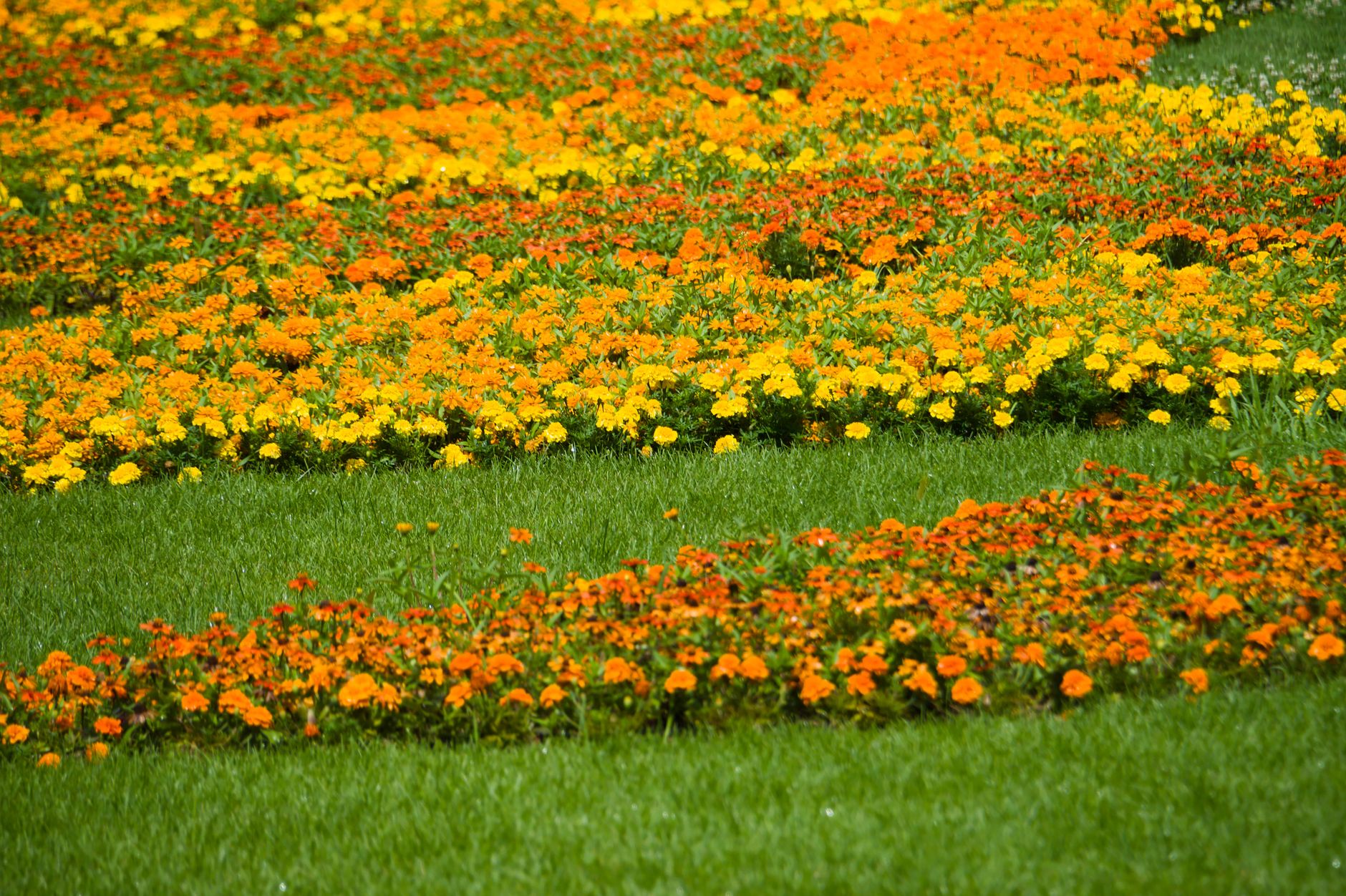 Çiçek Saati (Jardin Anglais)