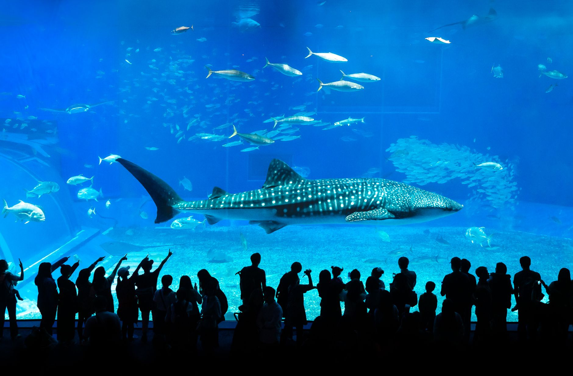 The Georgia Aquarium
