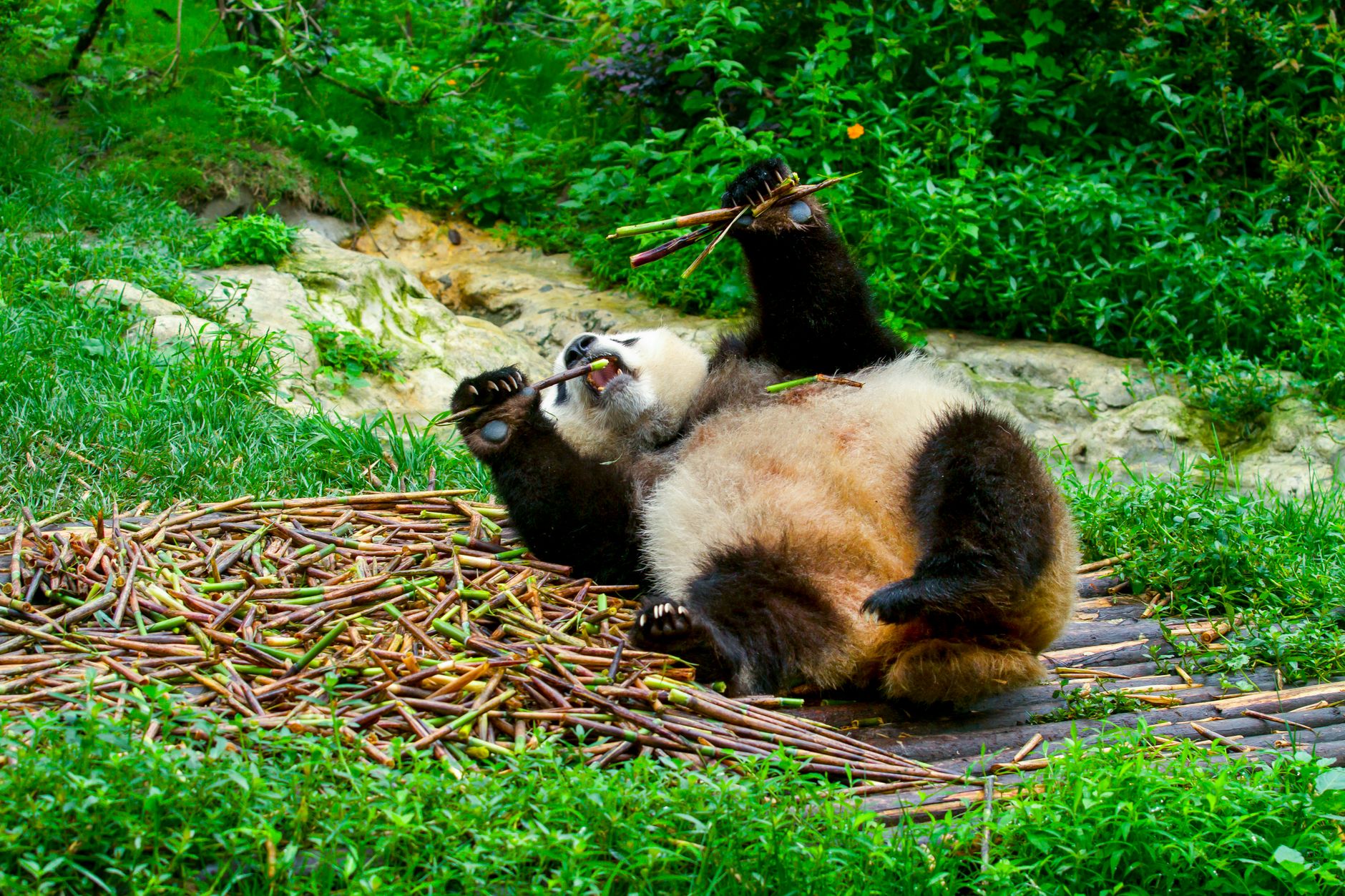 Giant Panda Breeding Research Base
