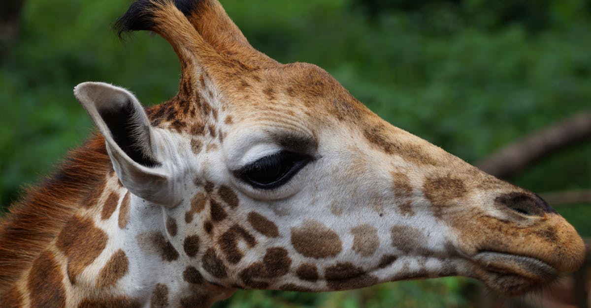 Giraffe Centre