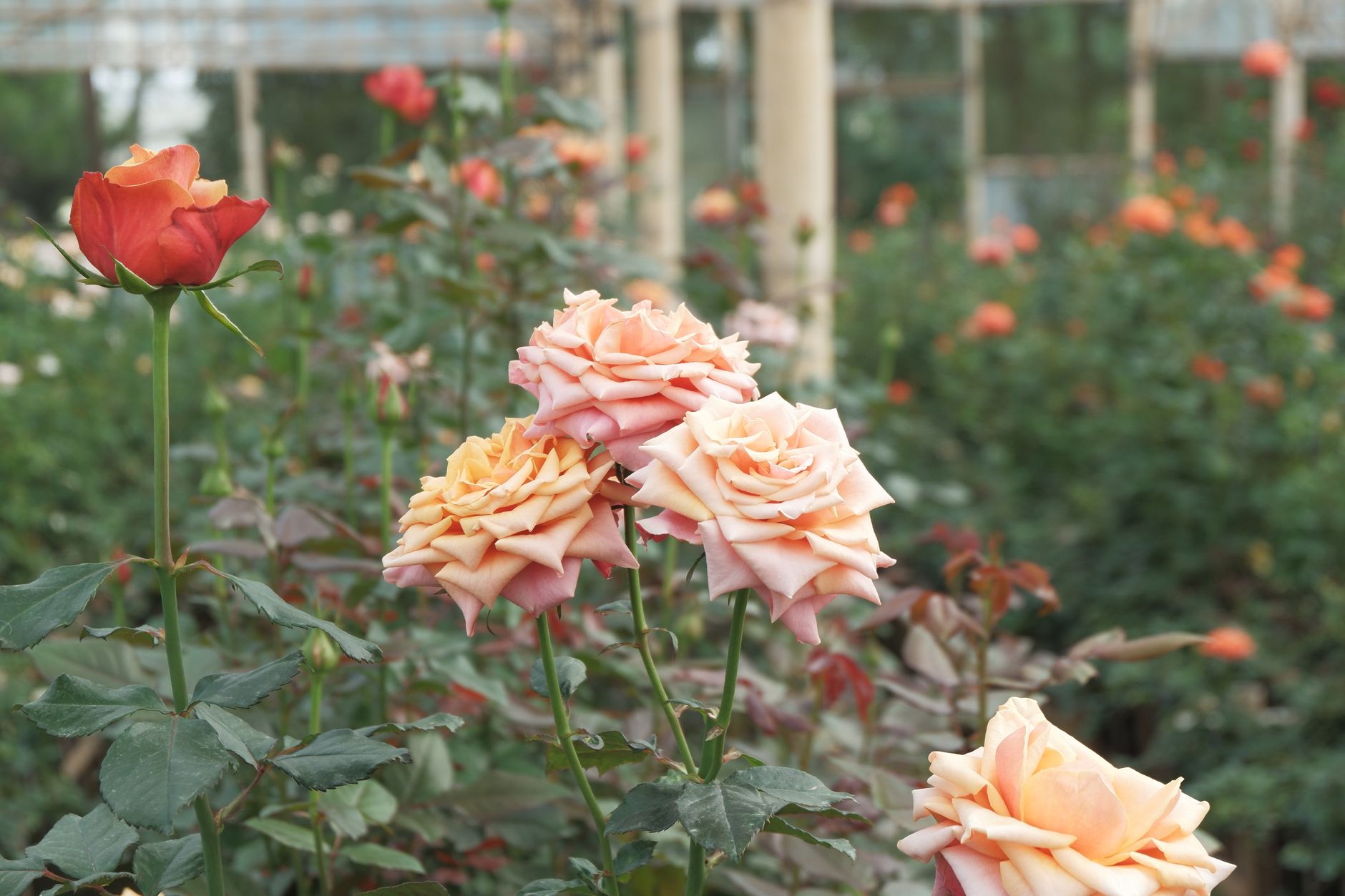 The Botanical Garden
