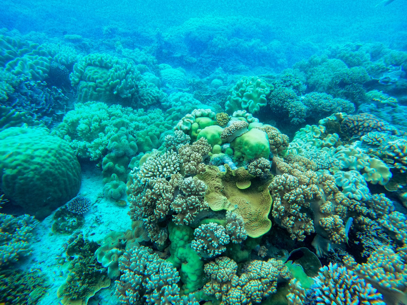 Isla Catalina Diving