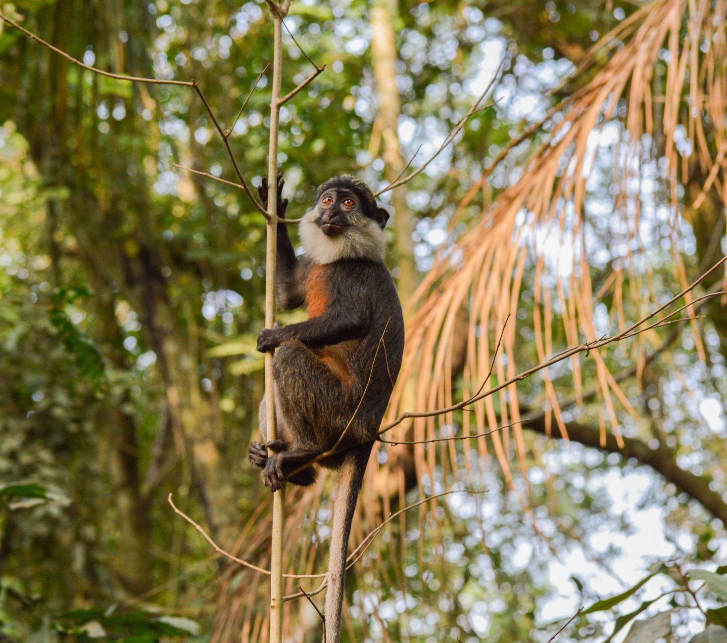 Jozani Ormanı ve Red Colobus Maymunları
