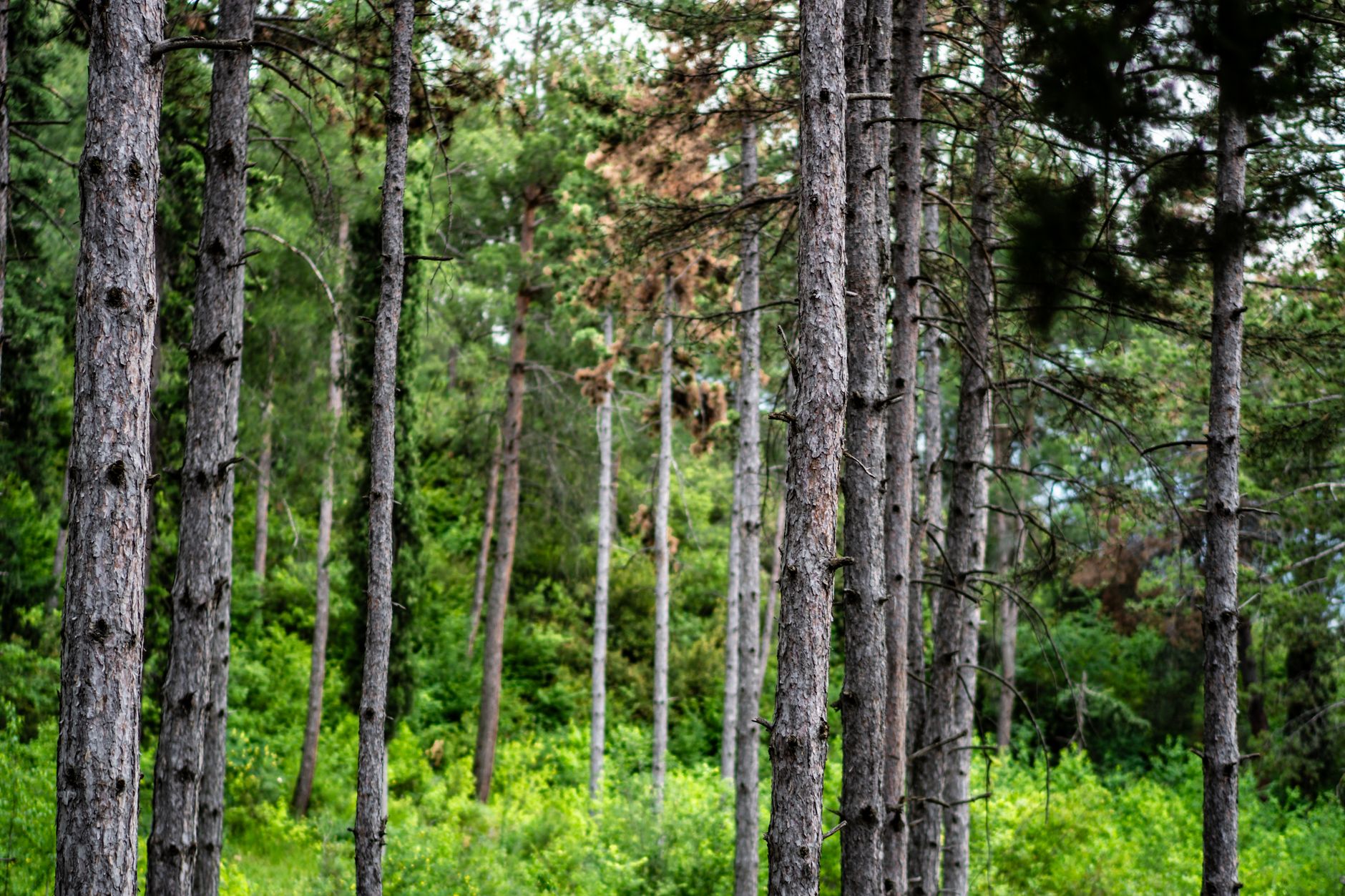 The Kapicam woodland