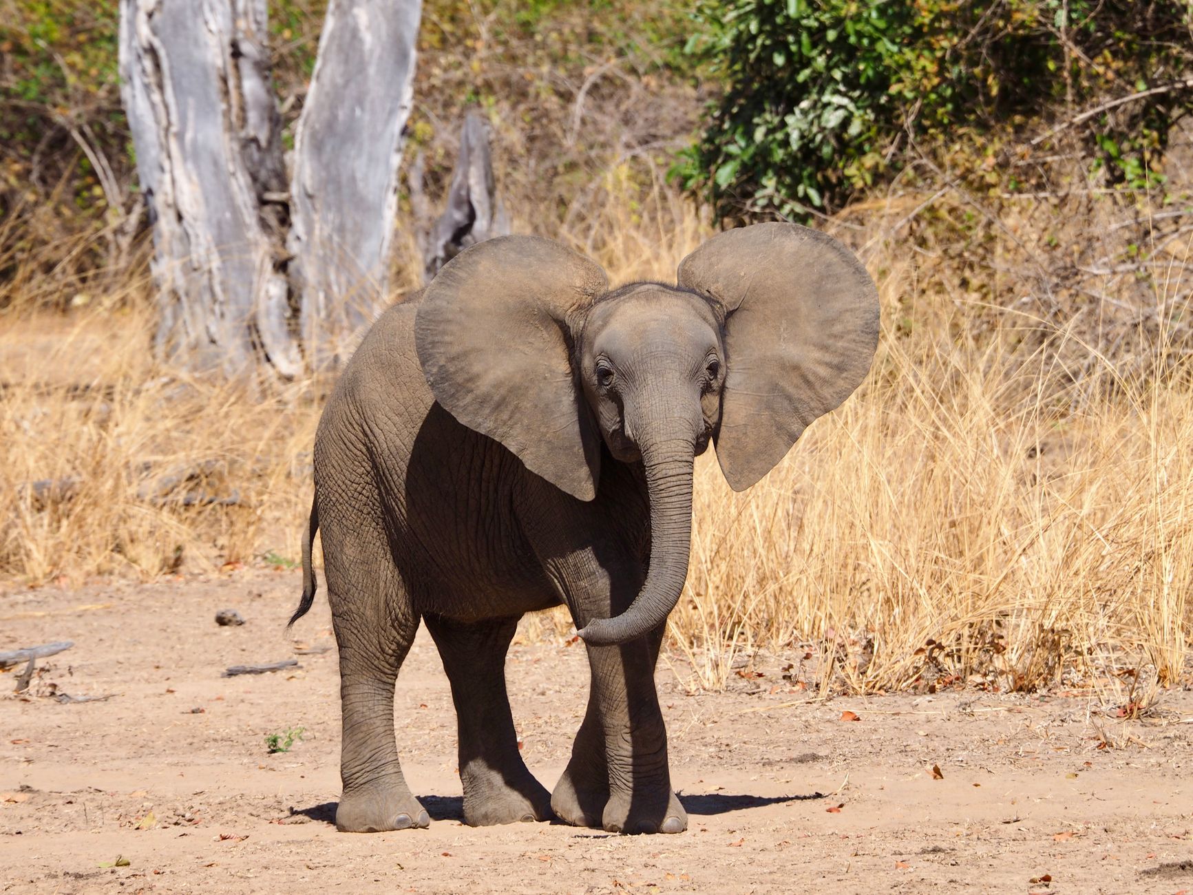 Lilayi Elephant Nursery
