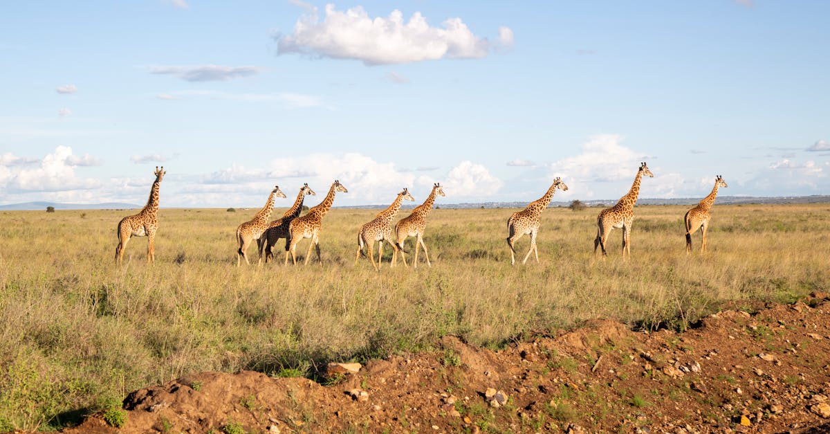Masai Mara safari (3-4 günlük)