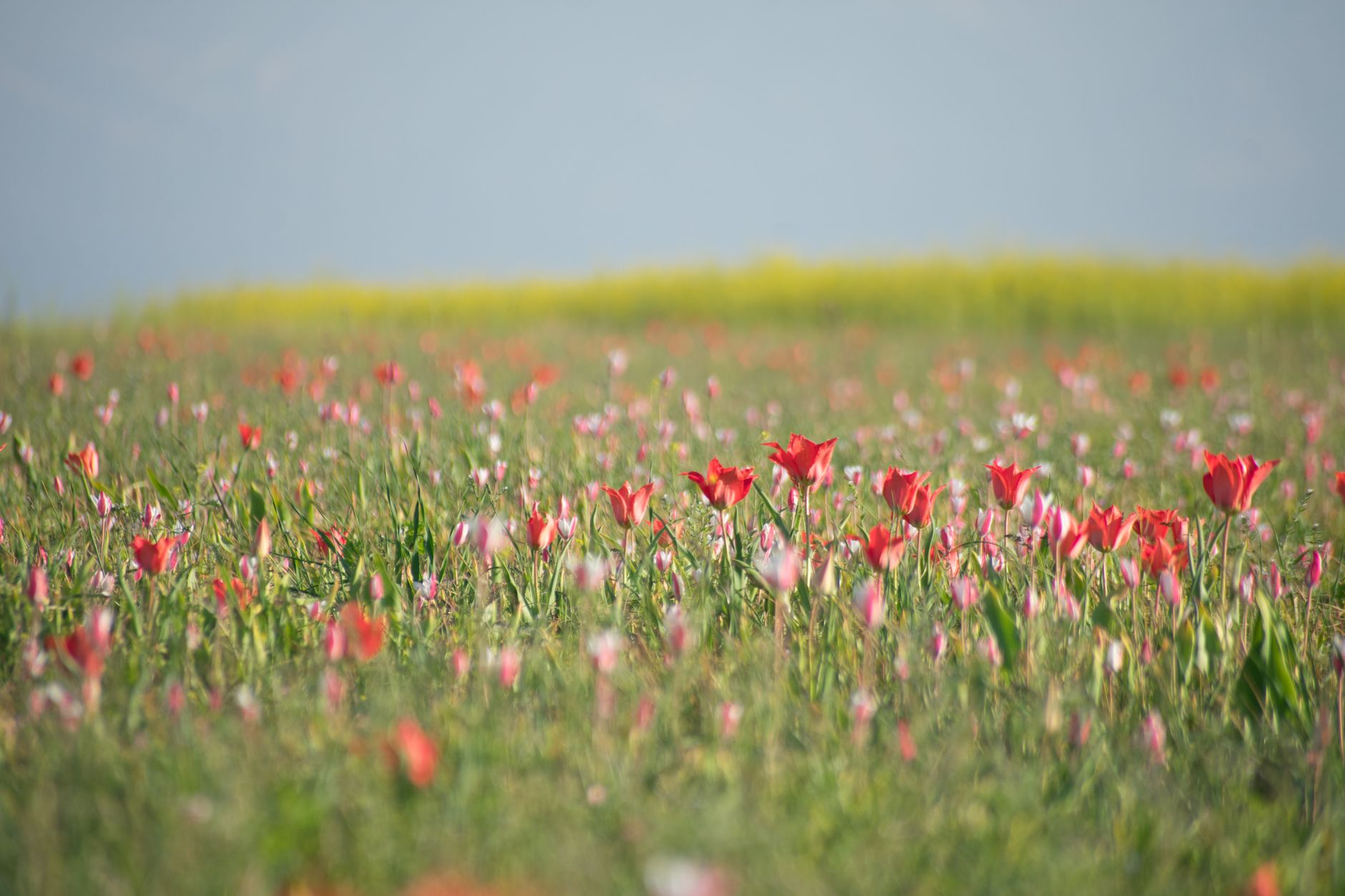 The Mus plain and its tulips