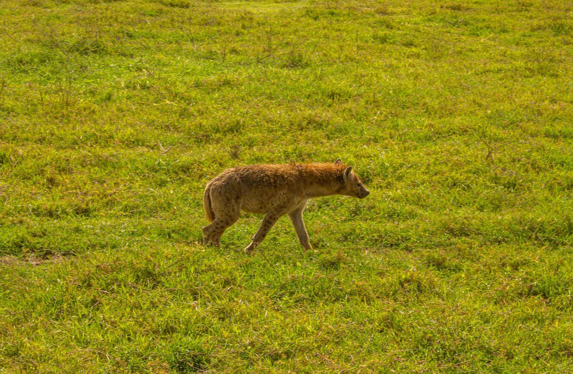 Ngorongoro Krateri