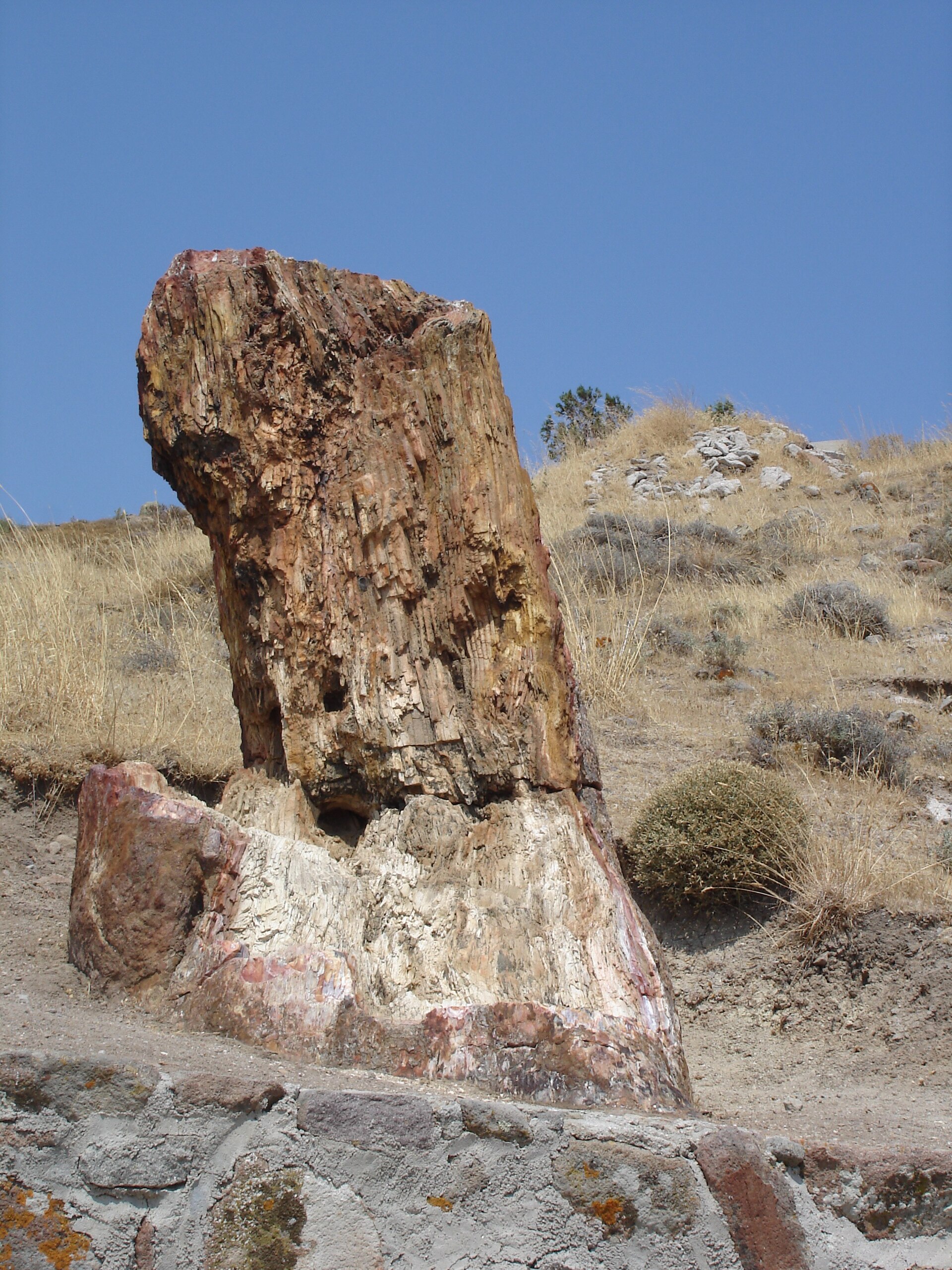 Sigri Taşlaşmış Ormanı