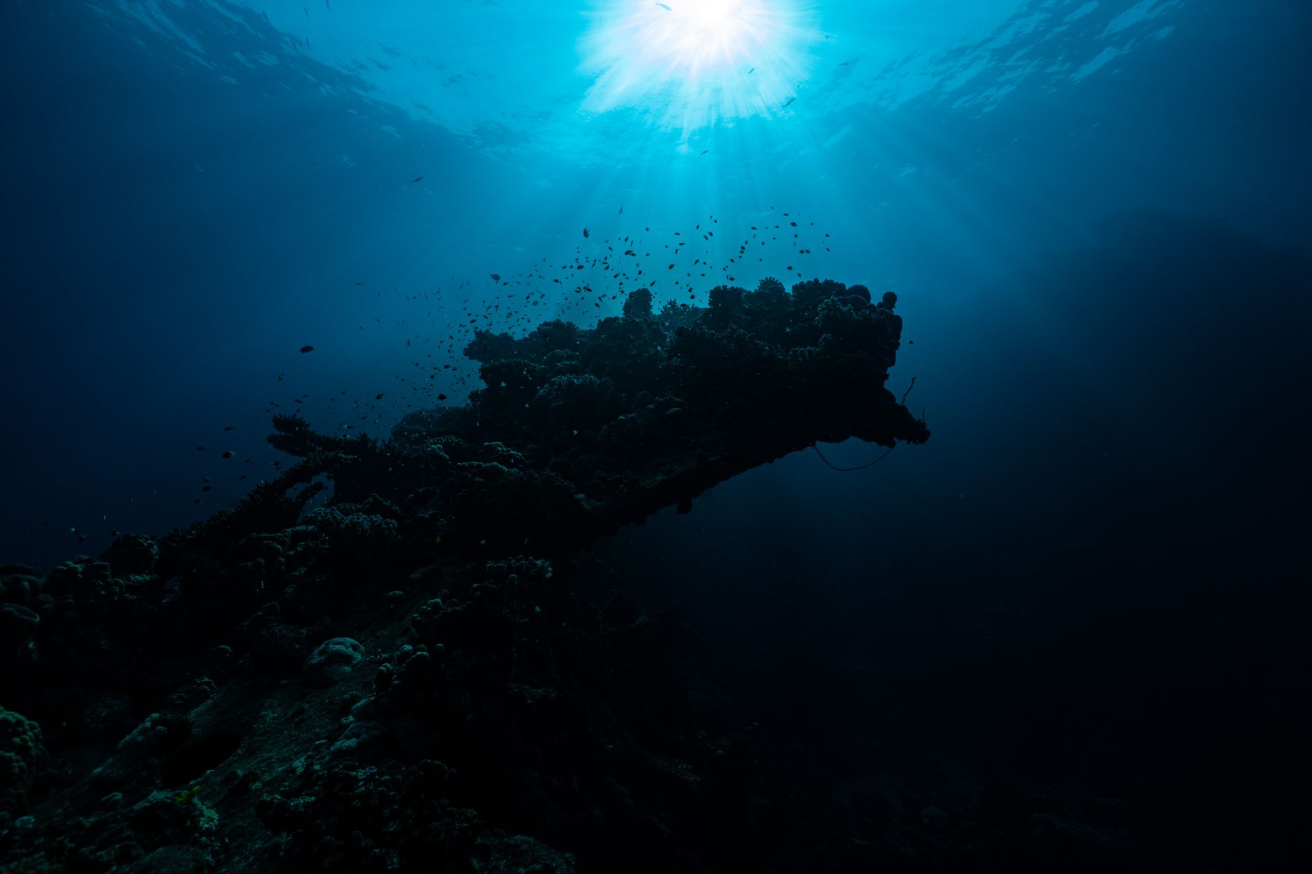Diving in the Red Sea