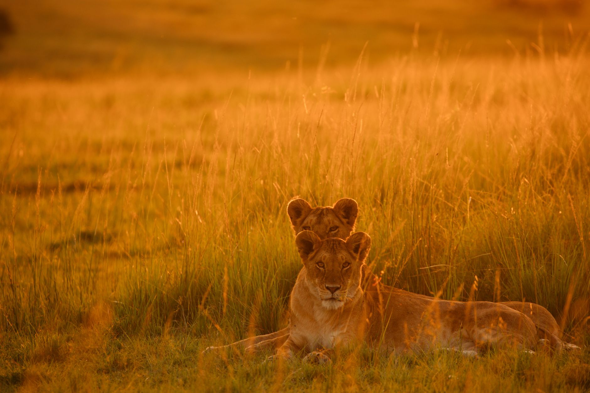 Serengeti Milli Parkı