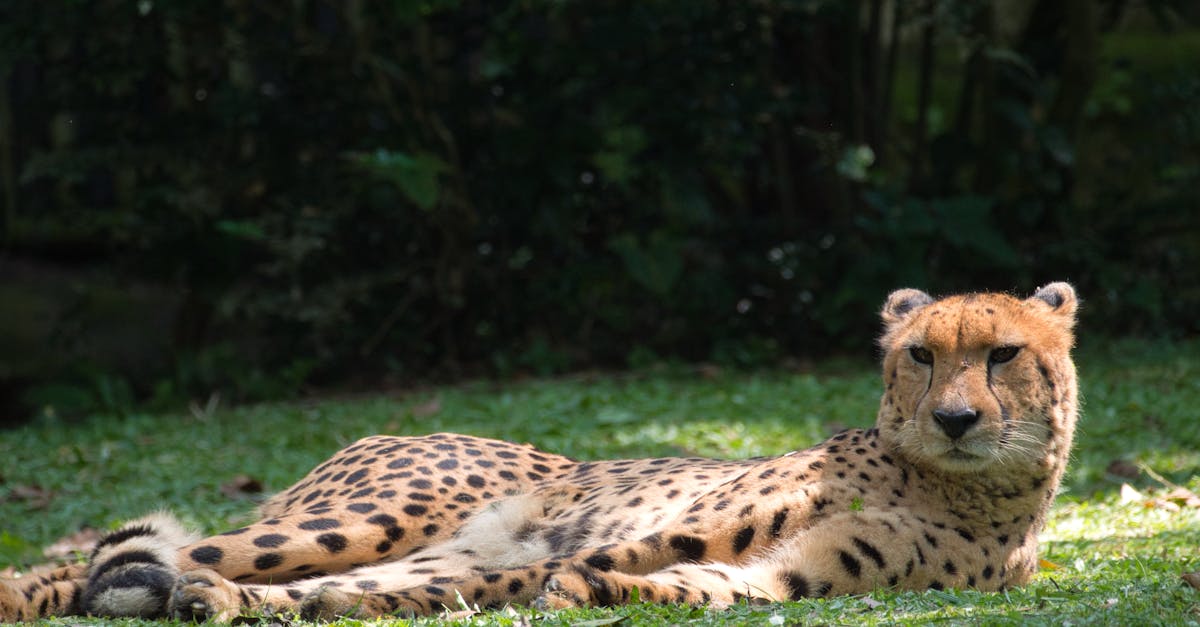 Singapore Zoo gece safarisi