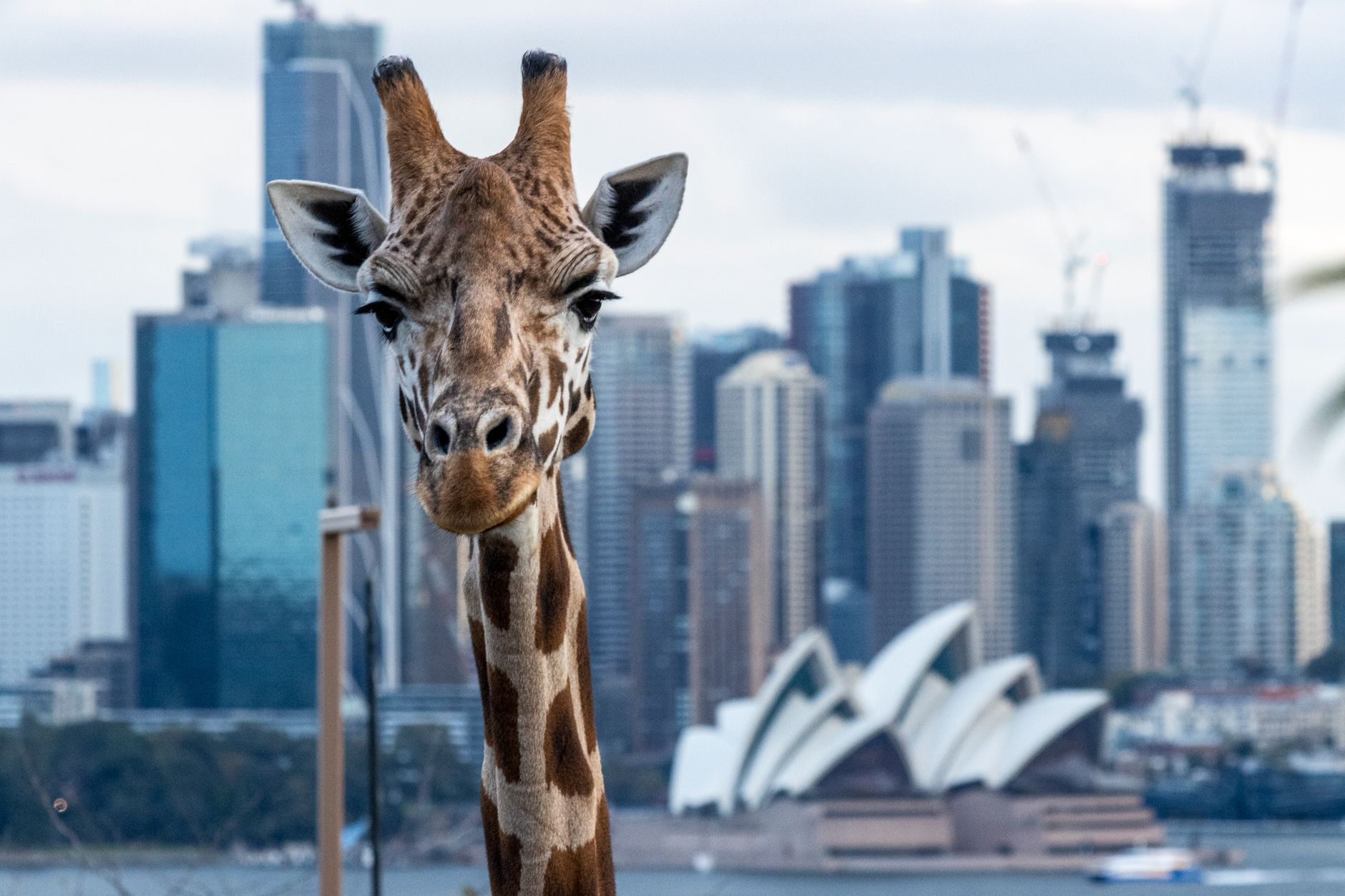 Taronga Hayvanat Bahçesi