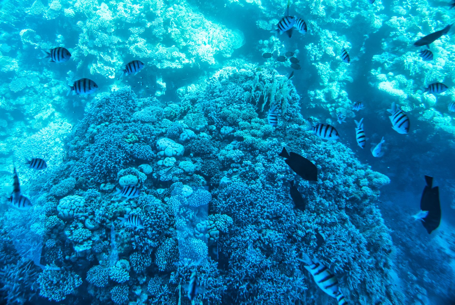 Tiran Adası (Color Holes) tekne turu