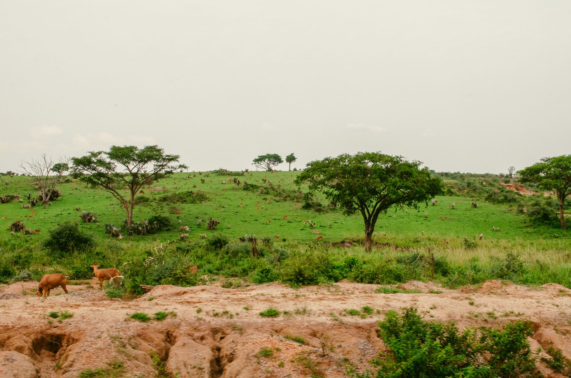 Uganda Yaban Hayatı Eğitim Merkezi