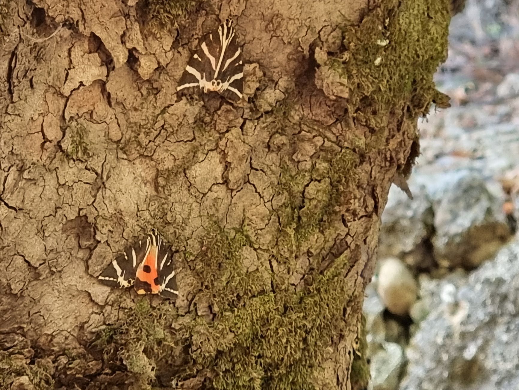 Valley of the Butterflies