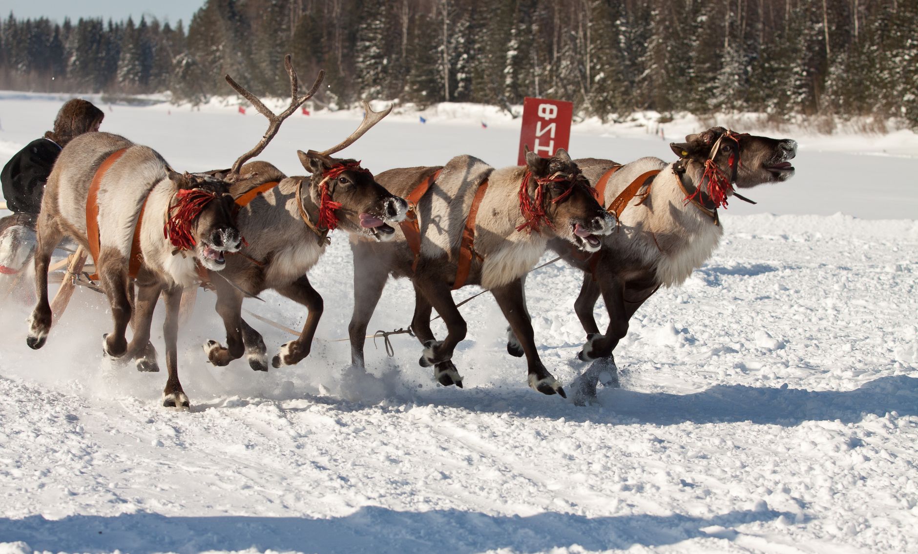 Dog Sledding and Reindeer Tours