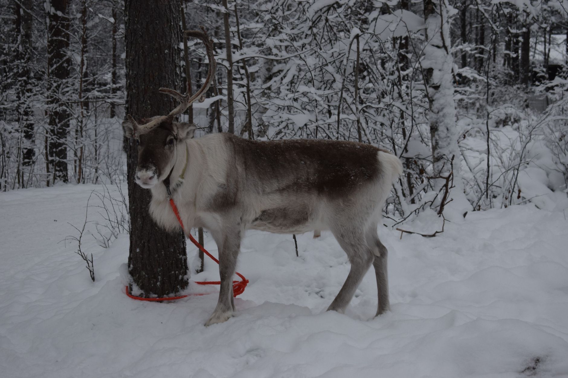 Husky and reindeer sled tours